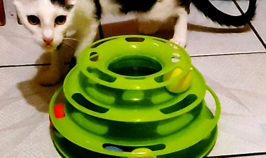 Pisica incantata de noua ei jucărie